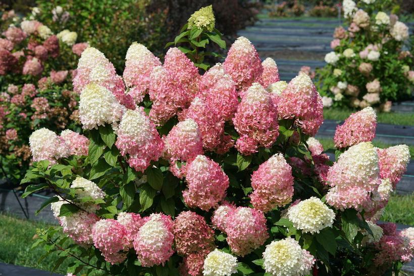 2G Hydrangea pan. 'Quick Fire Fab' ('SMNHPM') Quick Fire Fab® Panicle Hydrangea: Patent PPAF
