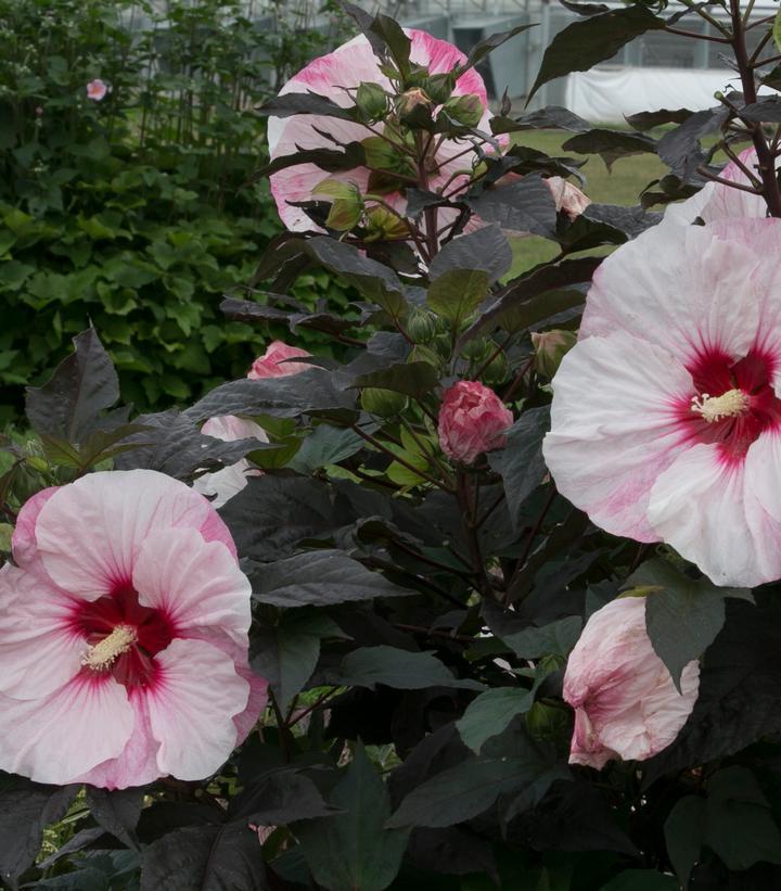 3G Hibiscus Summerific 'Perfect Storm' - Rose Mallo - 1008653