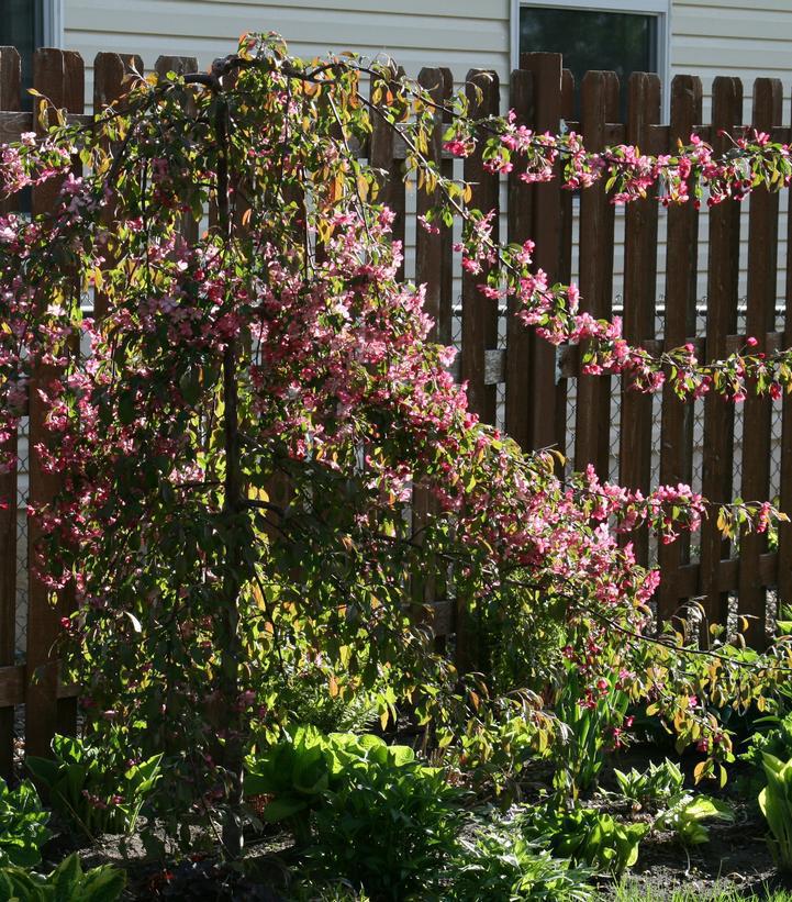 15G Malus First Edition 'Ruby Tears' Ruby Tears Weeping Crabapple 1005366