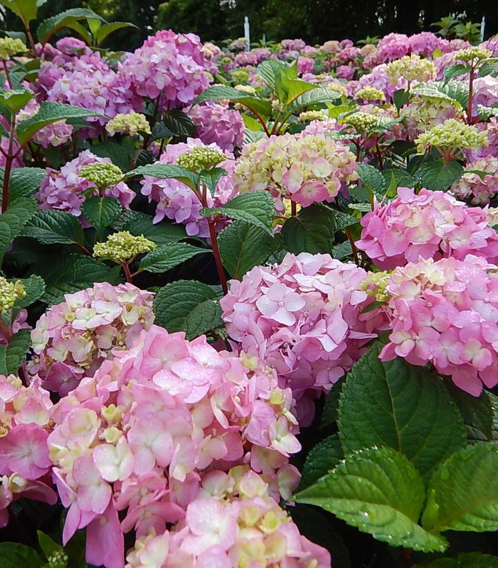 #2 Hydrangea mac. Endless Summer® Bloomstruck® ('PIIHM-II') Endless Summer® Bloomstruck® Hydrangea: Patent PP25566