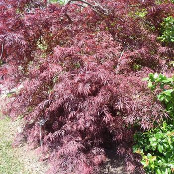 15G ACER PALMATUM DISECTUM TAMUKEYAMA Laceleaf Weeping Japanese Maple Everde