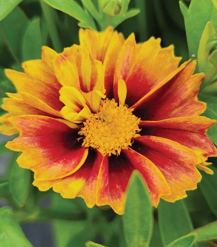 2G Coreopsis Li'l Bang™ 'Daybreak' Daybreak Tickseed: Patent PP27,138 1010601