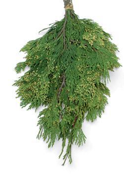 Greens - Incense Cedar Bunch 5525