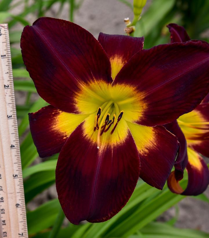 1G Hemerocallis Rainbow Rhythm 'Persian Ruby' - Daylily - 1021114