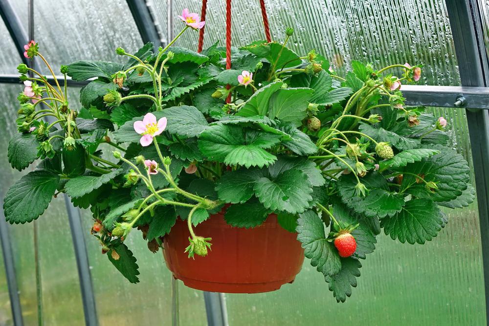 10" HB Strawberry Fiber Hanging Basket