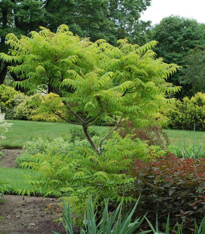 3G Rhus Typhina 'Tiger Eyes' - Sumac - 1005846