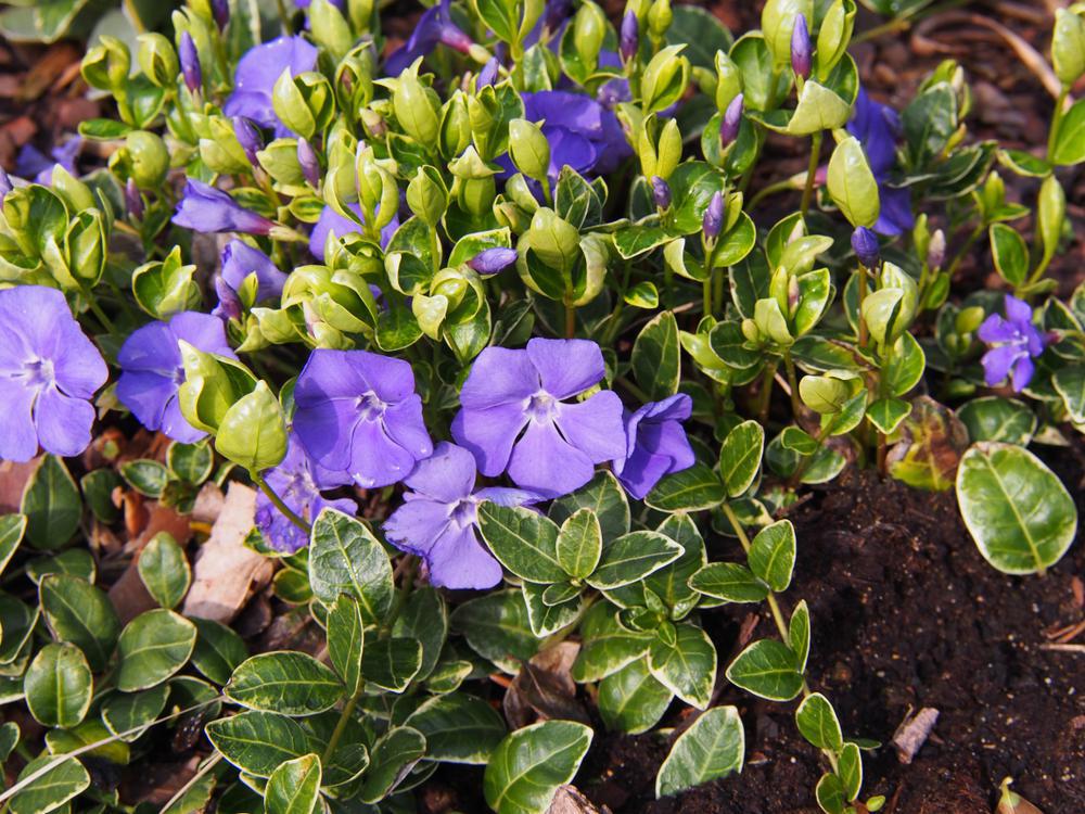 1G Vinca minor 'Ralph Shugert' Ralph Shugert Periwinkle 1002494