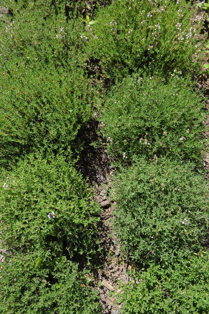 4" Herb - Thyme English