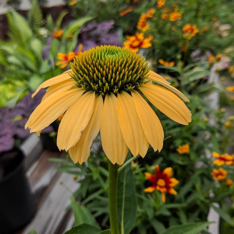 1G Eco Pot Echinacea Purpurea 'Mellow Yellows' - Coneflower - 1022565
