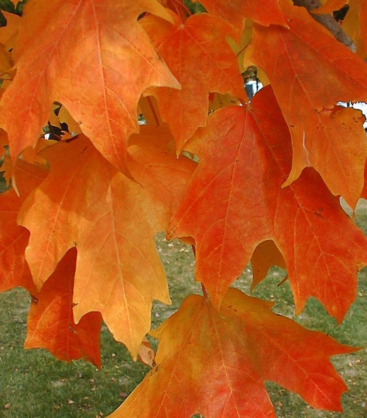 15G Acer saccharum 'Fall Fiesta' Fall Fiesta Sugar Maple 1002754