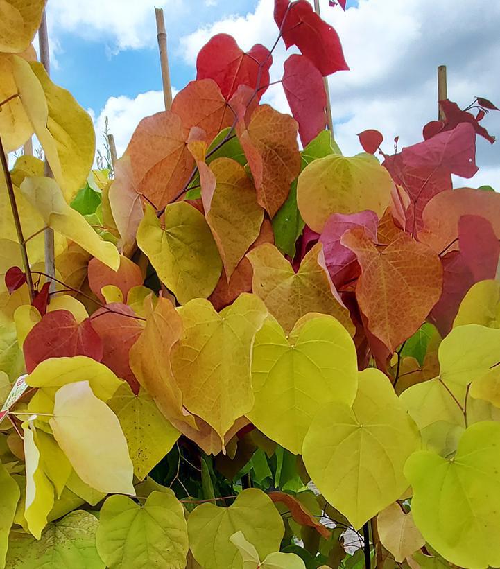 7G Cercis Canadensis 'Flame Thrower' - Eastern Redbud - 1012791