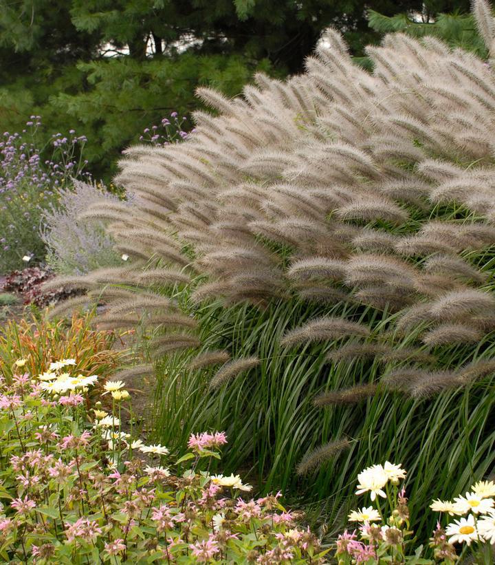 2G Pennisetum Alopecuroides 'Red Head' - Fountain Grass 1007961