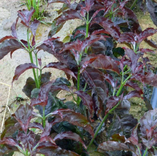 7G Cornus Florida 'Ragin Red' Dogwood Tree - 1011043