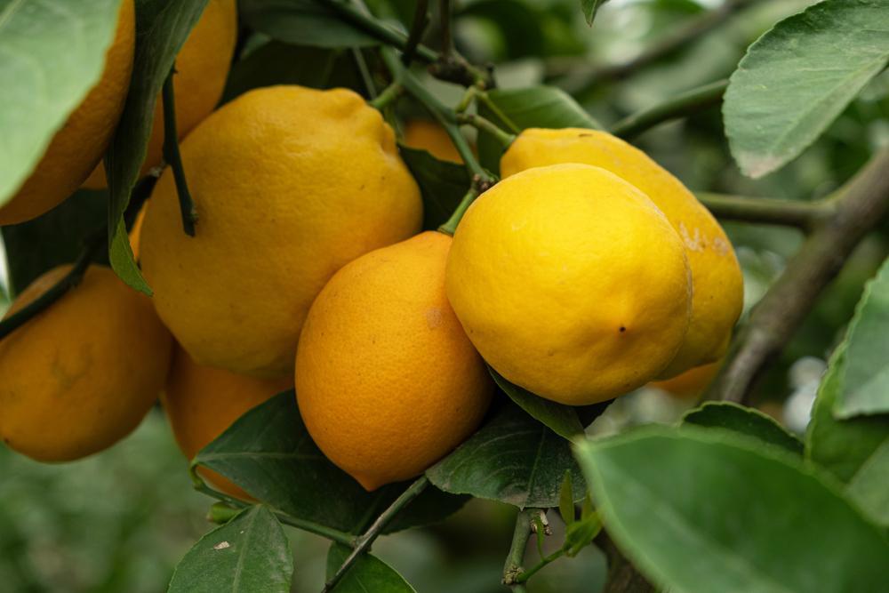 3G Ponderosa Lemon Tree