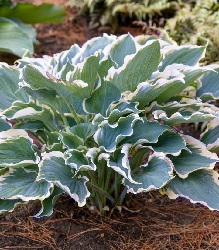 2G Hosta Hybrid Shadowland 'Hope Springs Eternal' - 1014340