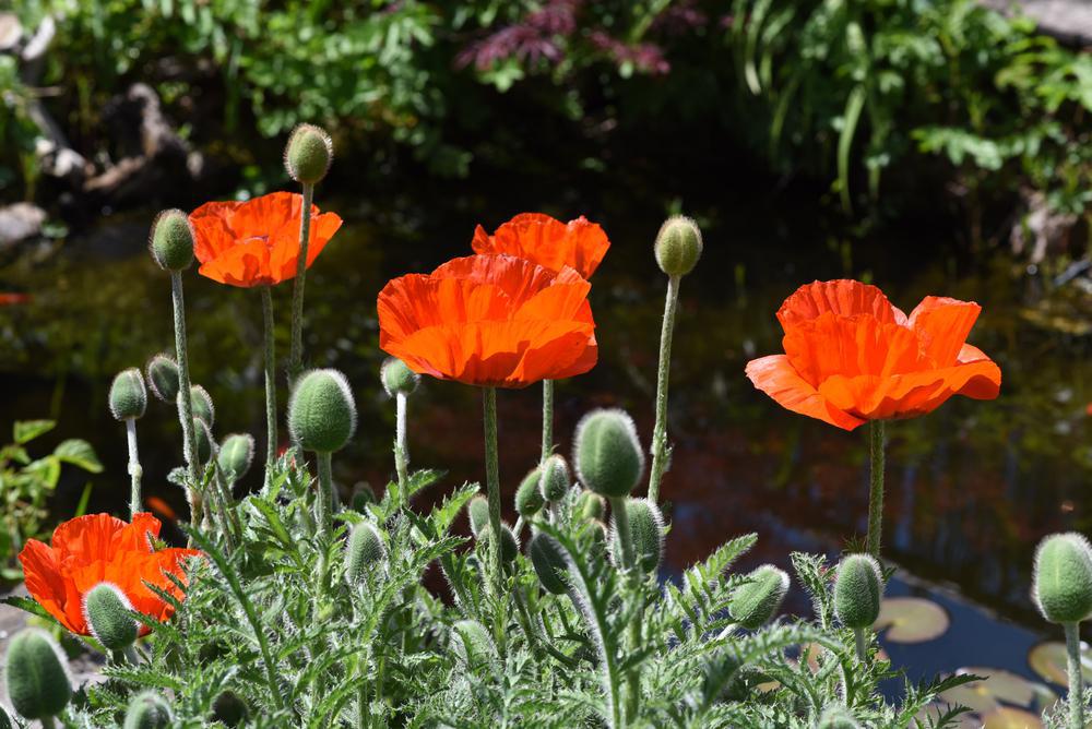 Quart Perennial Papaver Orientale(Oriental Poppy) Full Sun
