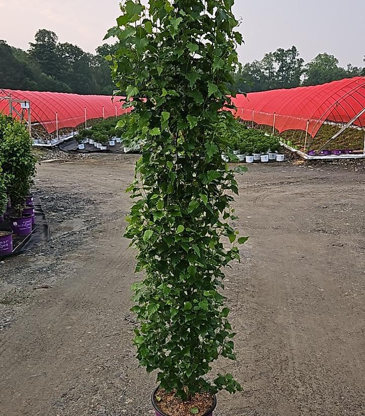 3G Betula Platyphylla 'Parkland Pillar' - Birch Tree - 1020467