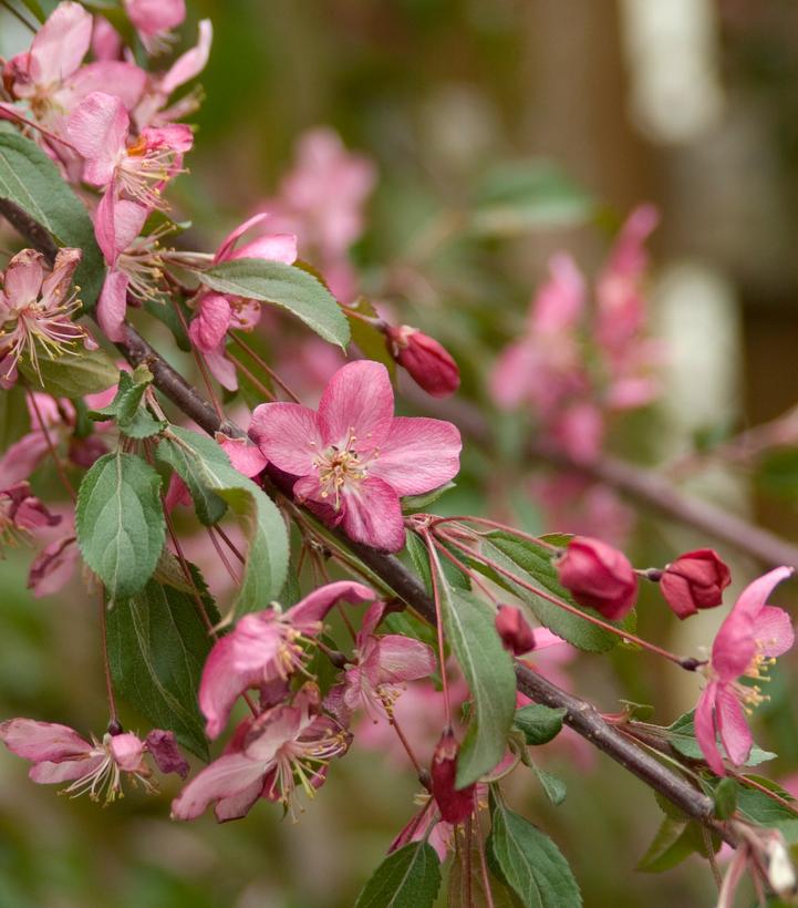 15G Malus First Edition 'Ruby Tears' Ruby Tears Weeping Crabapple 1005366
