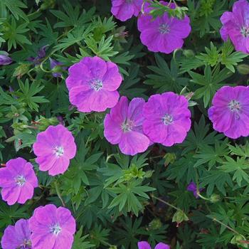 1G GERANIUM SANGUINEUM 'New Hampshire Purple' (Cranesbill, Perennial Geranium) 1001791
