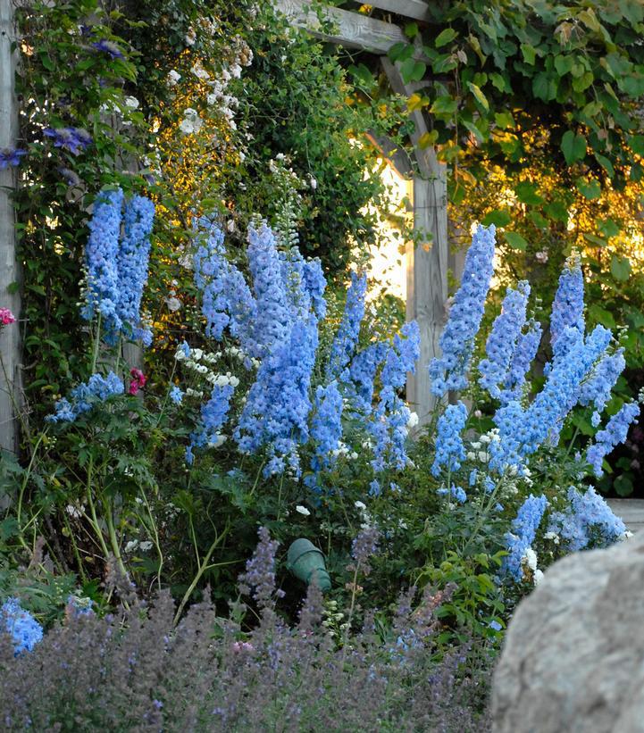 1G Delphinium New Millennium 'Blue Lace' - 1021890