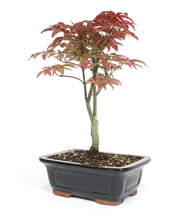 Japanese Maple in 6" Pot - JM-06F-FD