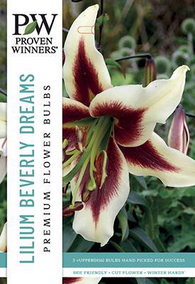 Lilium Oriental Trumpet Beverly Dream Lily Bulb - PWS-15 - 6513830003