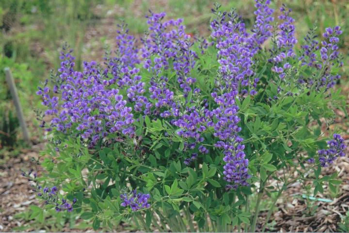 1G Baptisia hybrid Decadence® 'Blueberry Sundae' Blueberry Sundae False Indigo: Patent PP23,891