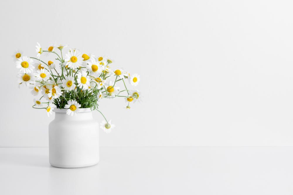 4" - Herb - Chamomile - German