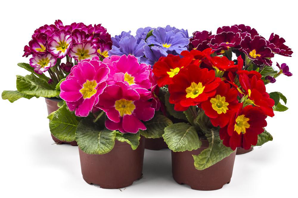 Quart Perennial Primula (Primrose) Shade/Part Shade