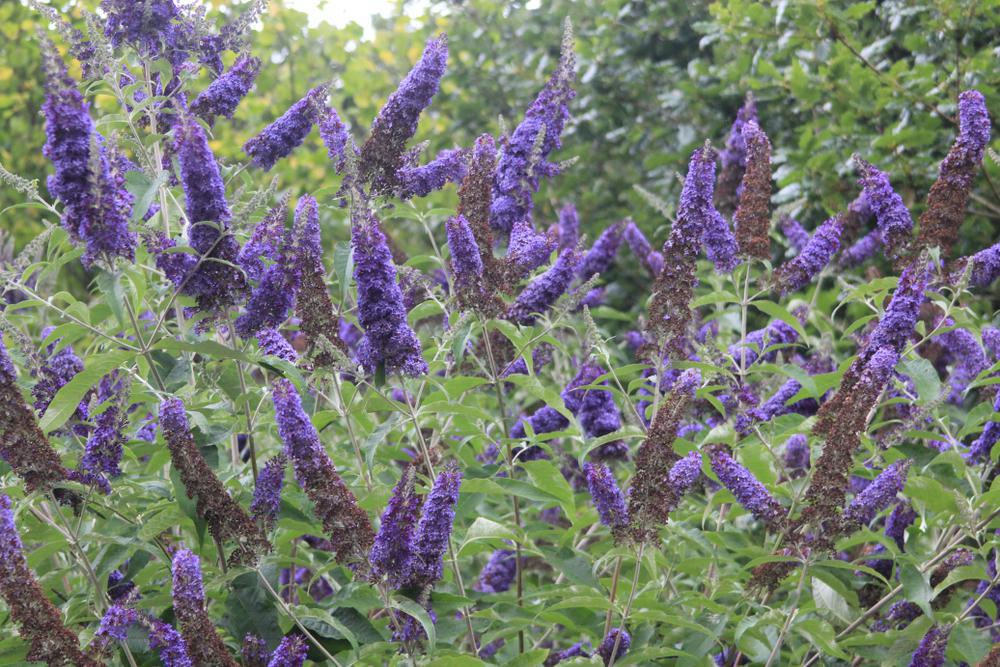 2G Buddleia (Butterfly Bush) Perennial
