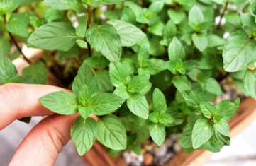 4" Herb - Mint - Chocolate