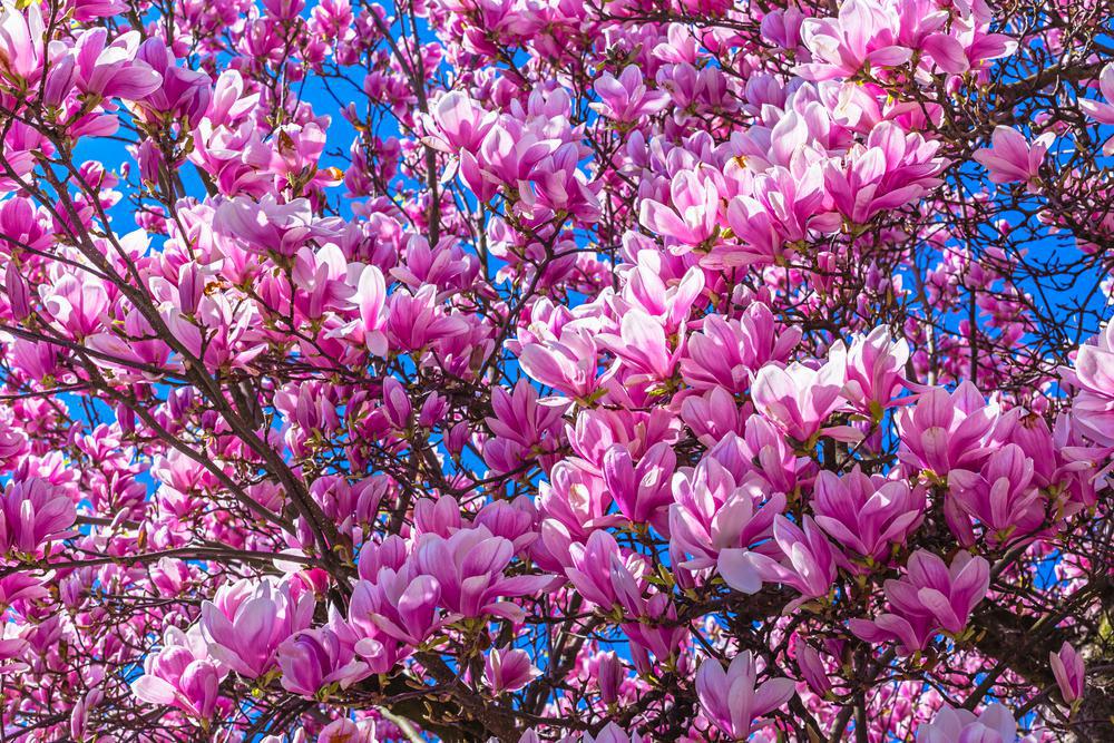 7G Magnolia Liliflora Jane 1003124