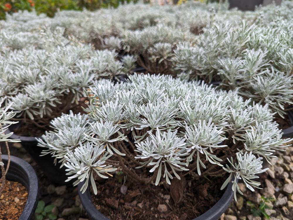 Quart Perennial Artemisia (Silver Mound) Full Sun