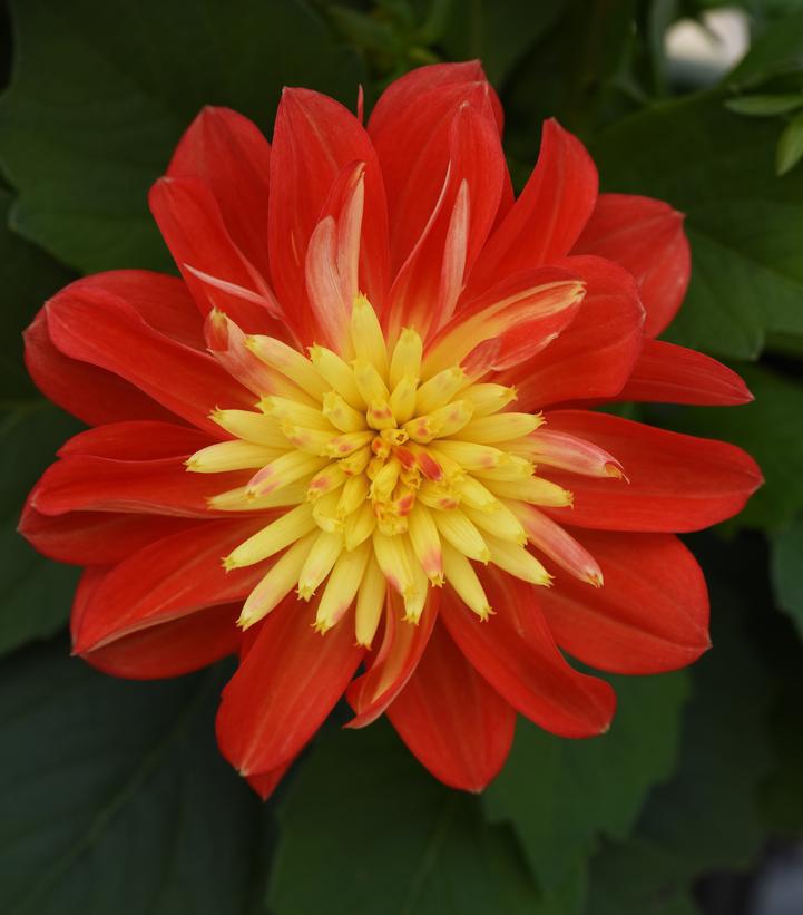 8" Dahlia Dalaya Fireball ('Baldenire') - 1014591