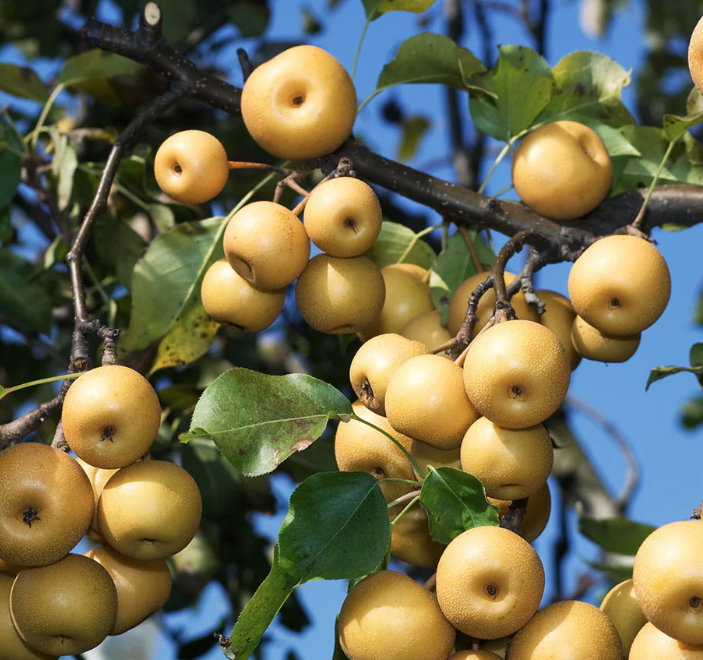 5G Asian Pear Tree - Shinesiki - 5740