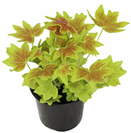 4" Geranium Vancouver Centennial - A5807