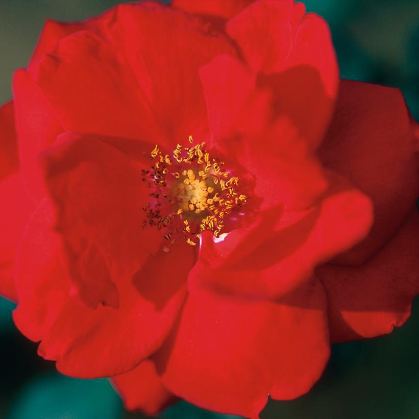 3G Rosa 'Ramblin' Red' - Climbing Rose - 1014839