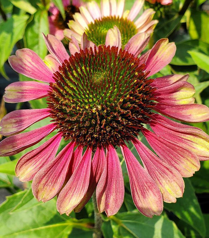 2G Echinacea 'Green Twister' Green Twister Coneflower 1009710