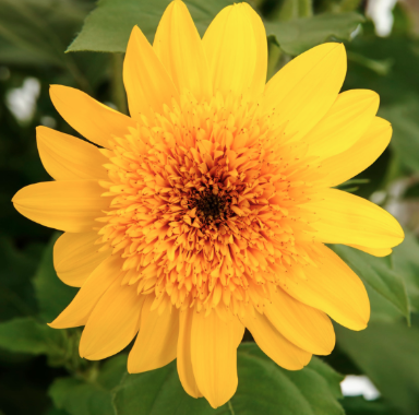 9" Helianthus Sunfinity Double Yellow
