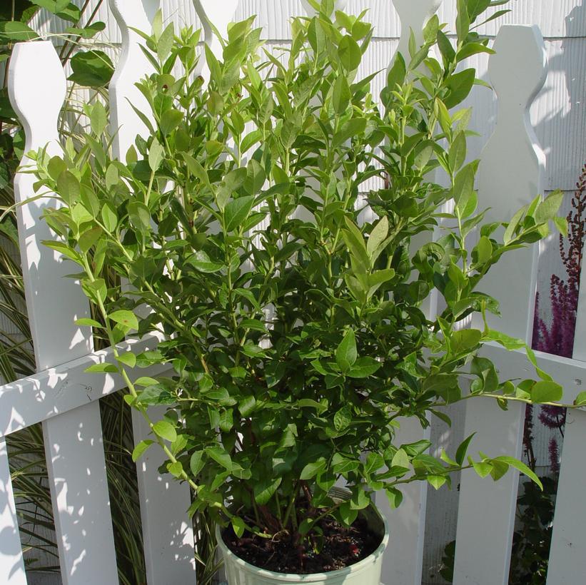 2G Vaccinium Corymbosum 'Blue Jay' - Blueberry Bush - 1003449