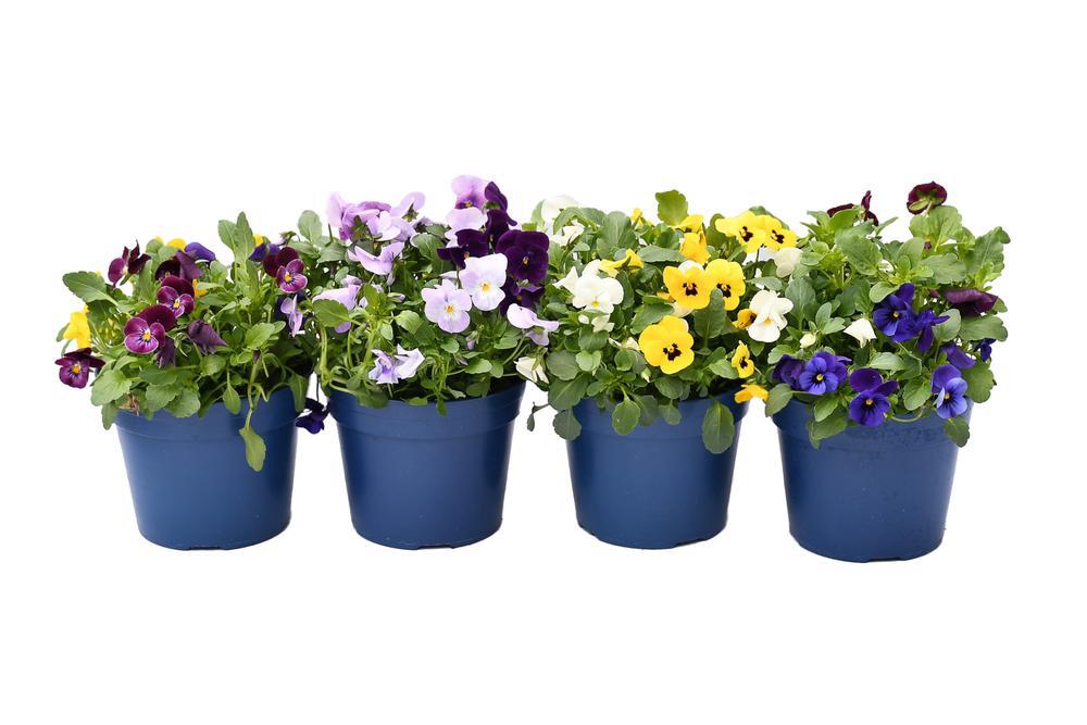 Quart Perennial Viola Sun/Part Shade