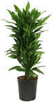 24 CM Dracaena Janet Lind Branch Bundle - G2695