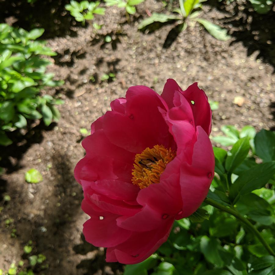 3G Paeonia lactiflora 'Paula Fay' Paula Fay Peony (Hot Pink) 1006214