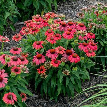 2G ECHINACEA PURPUREA Lakota Fire Coneflower