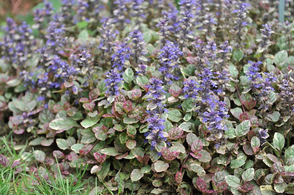 3" Ajuga Reptans 'Burgundy Glow' Bugleweed - 1002853