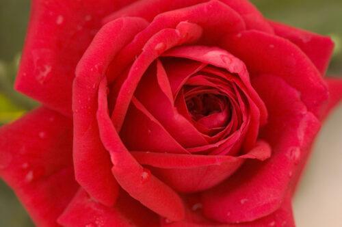 3G Easy Elegance Rose Bush - 'Kashmir' Red - 2410