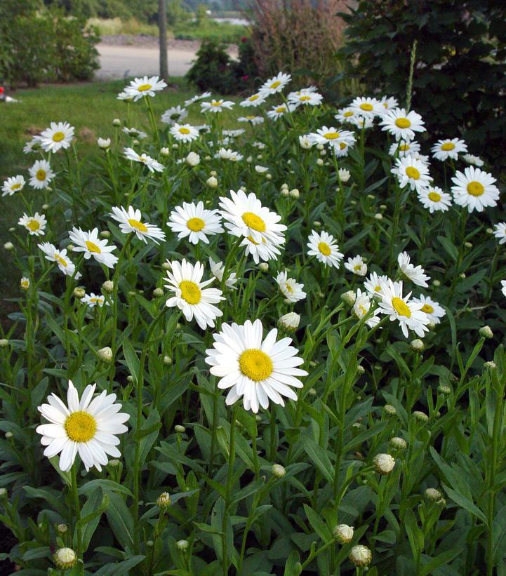 2G Leucanthemum X superbum 'Becky' Becky Shasta Daisy 1001476