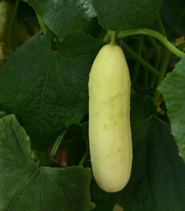 1G Cucumber 'Martini' - 1013904
