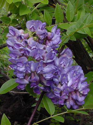 2G Wisteria Fruit 'Amethyst Falls' AB Amethyst Falls American Wisteria 1003913