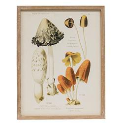 CWI Gifts - Vintage Scientific Mushroom Trio Framed Print - G65381